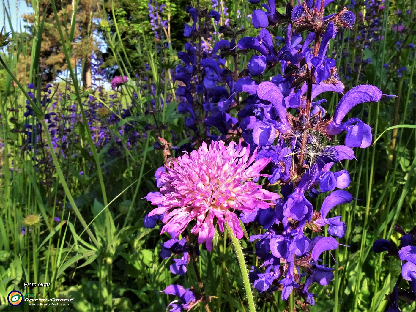 18 Scabiosa atropurpurea (Vedovella) con Knautia longifolia (Ambretta alpina).JPG